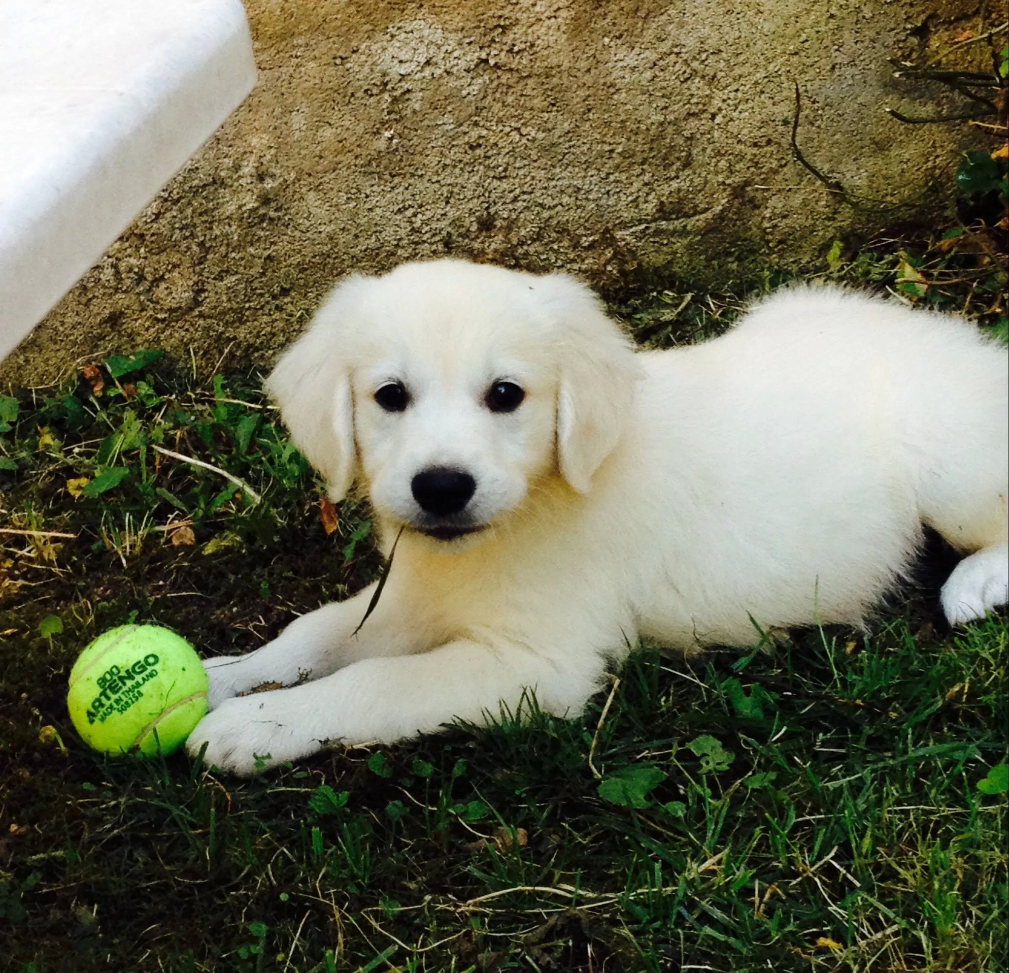 Golden retriever